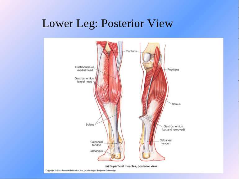 Lower Leg: Posterior View