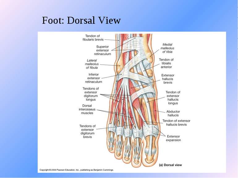 Foot: Dorsal View