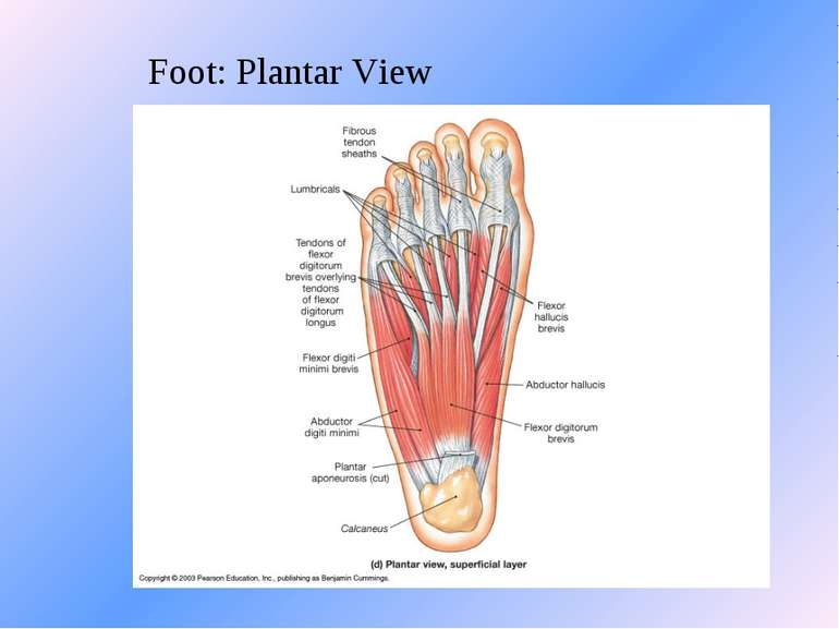 Foot: Plantar View