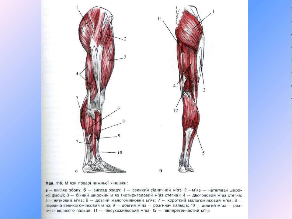 Мышцы нижних конечностей стопы. Мышцы нижней конечности конечности анатомия. Мышцы нижней конечности анатомия строение. Мышцы свободной части нижней конечности. Мышцы нижних конечностей человека анатомия.
