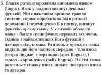 5. Власне ротова порожнина виповнена язиком (lingua). Язик у людини виконує д...