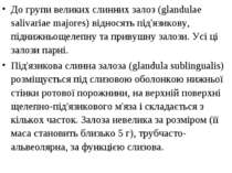 До групи великих слинних залоз (glandulae salivariae majores) відносять під'я...