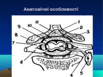 Анатомічні особливості