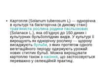 Картопля (Solanum tuberosum L) — однорічна в культурі та багаторічна (в диком...