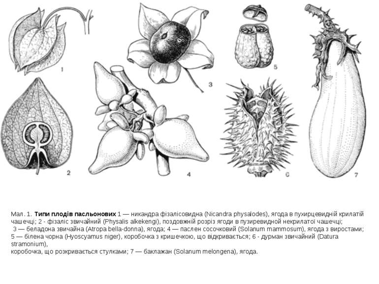 Мал. 1. Типи плодів пасльонових 1 — никандра фізалісовидна (Nicandra physalod...