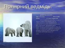 Полярний ведмідь. Довжина:2,1-3,4м. Хвіст:8-13см. Маса:400-680кг. Статус:Рідк...