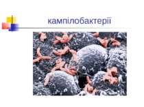 кампілобактерії