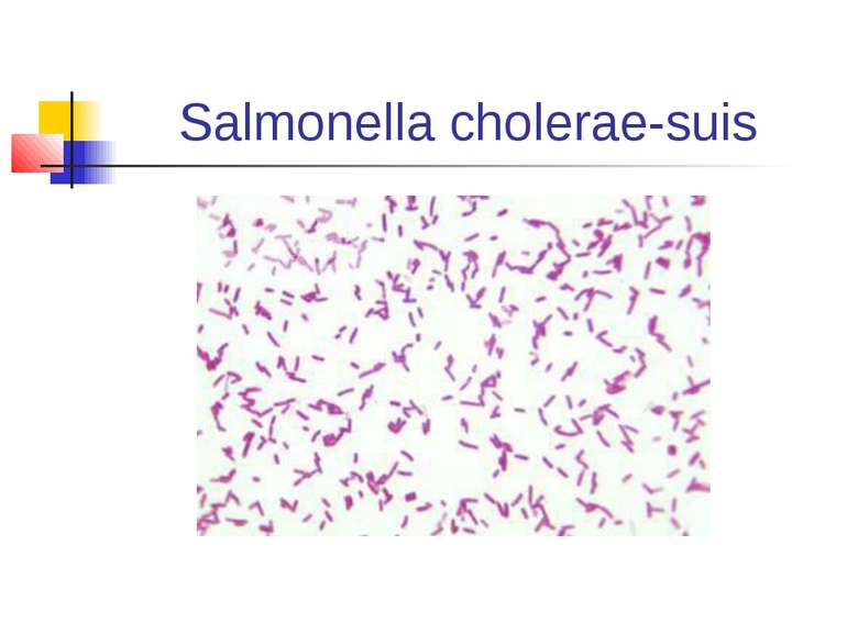 Salmonella cholerae-suis