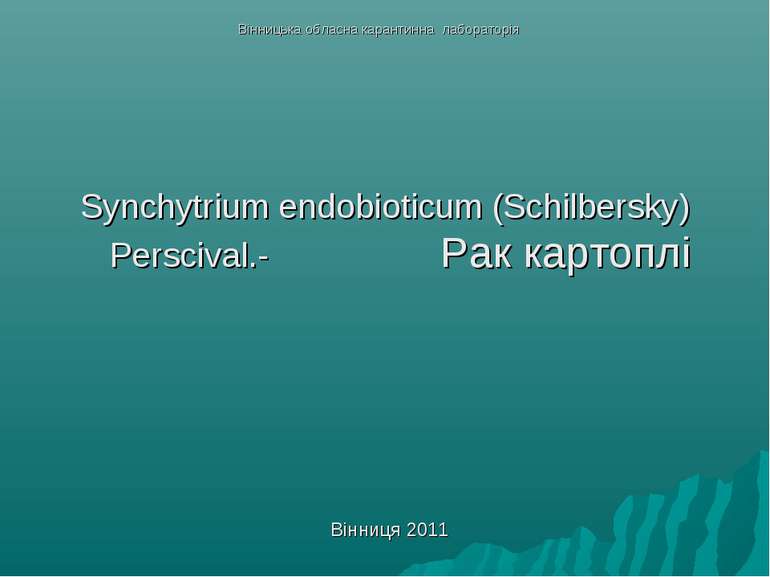 Synchytrium endobioticum (Schilbersky) Perscival.- Рак картоплі Вінниця 2011 ...