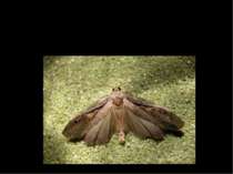 Ряд – Lepidoptera(Лускокрилі) Родина – Pyralidae (Вогнівки) Вид – Paralipsa g...