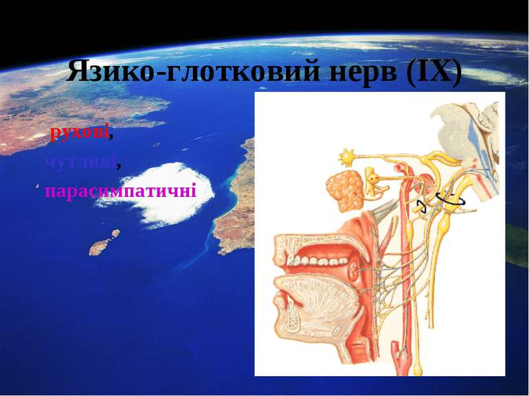 Язико-глотковий нерв (ІХ) рухові, чутливі, парасимпатичні