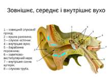 Зовнішнє, середнє і внутрішнє вухо 1 – зовнішній слуховий прохід; 2 – вушна р...