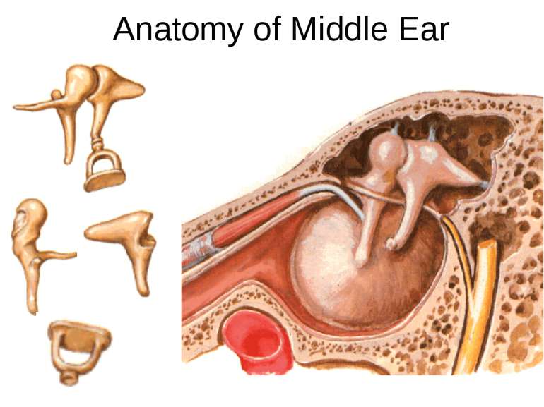 Anatomy of Middle Ear Lateral wall