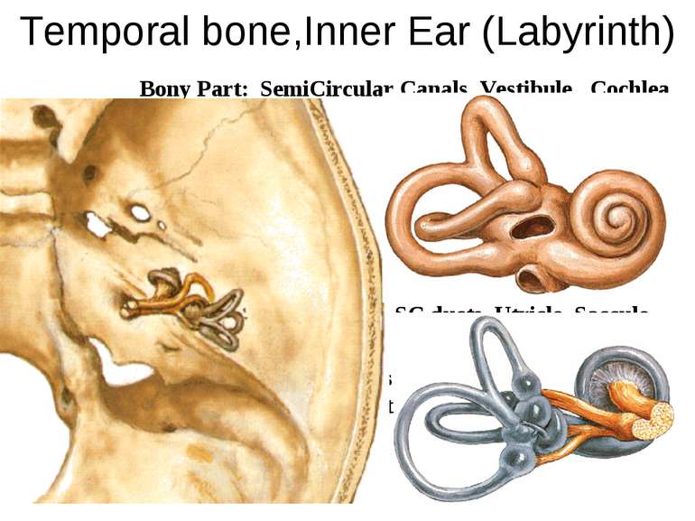 Temporal bone,Inner Ear (Labyrinth)