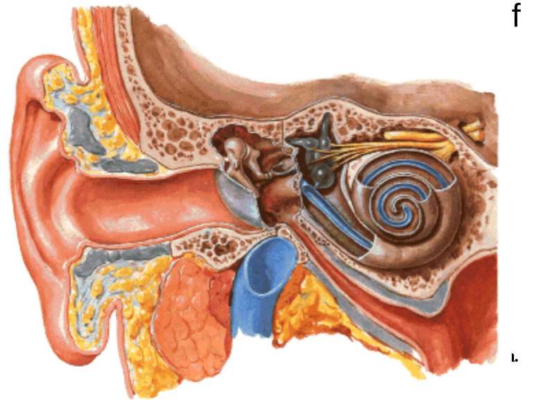 Anatomy of the Ear External Ear: Auricle External auditory meatus