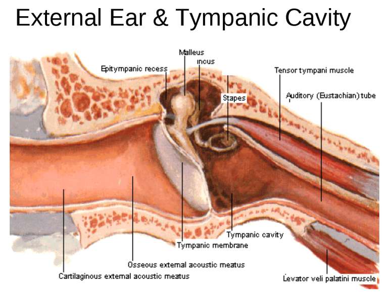 External Ear & Tympanic Cavity