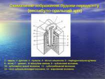 Схематичне зображення будови періодонту (вестибуло-оральний зріз) 1 - емаль; ...
