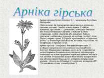 Арніка гірська (Arnica montana L.) – належить до родини Айстрових (Asteraceae...