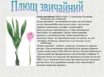Плющ звичайний (Hedera helix L.) належить до родини Araliaceae Juss. (Аралієв...
