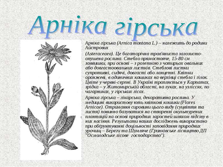 Арніка гірська (Arnica montana L.) – належить до родини Айстрових (Asteraceae...