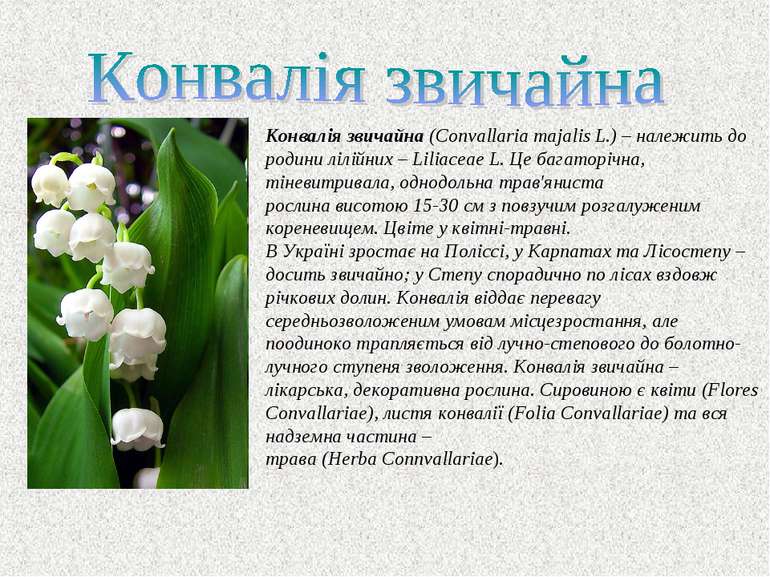Конвалія звичайна (Convallaria majalis L.) – належить до родини лілійних – Li...