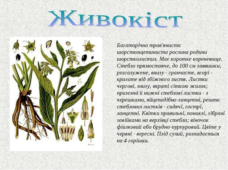 Багаторiчна трав'яниста шорсткощетиниста рослина родини шорстколистих. Має ко...