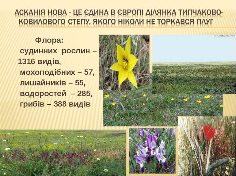 Флора: судинних рослин – 1316 видів, мохоподібних – 57, лишайників – 55, водо...