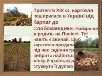 Протягом ХІХ ст. картопля поширилася в Україні від Карпат до Слобожанщини. На...