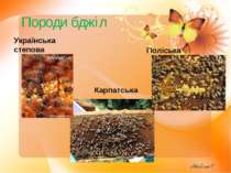 Породи бджіл Українська степова Карпатська Поліська