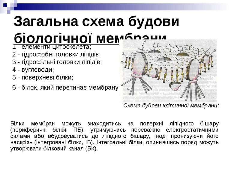 Загальна схема будови біологічної мембрани 1 - елементи цитоскелета; 2 - гідр...