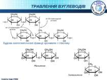 ТРАВЛЕННЯ ВУГЛЕВОДІВ Будова амілопектинової фракції крохмалю і глікогену. Cre...