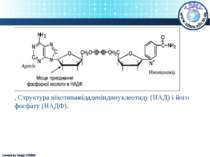 , Структура нікотинамідаденіндинуклеотиду (НАД) і його фосфату (НАДФ). Create...