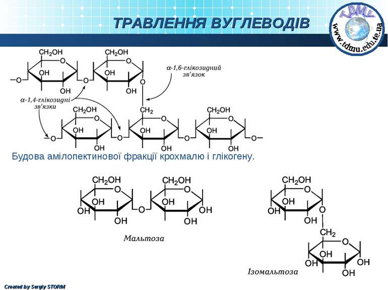 ТРАВЛЕННЯ ВУГЛЕВОДІВ Будова амілопектинової фракції крохмалю і глікогену. Cre...