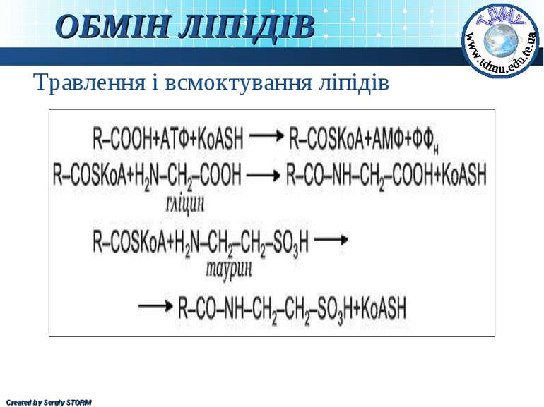 ОБМІН ЛІПІДІВ Травлення і всмоктування ліпідів Created by Sergiy STORM