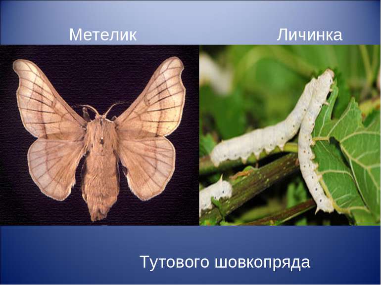 Метелик Личинка (гусінь) Тутового шовкопряда