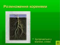 Розмноження коренями Зустрічається у малини, сливи.