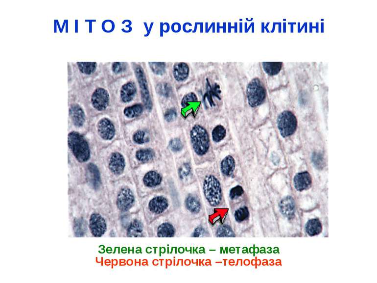 М І Т О З у рослинній клітині Зелена стрілочка – метафаза Червона стрілочка –...