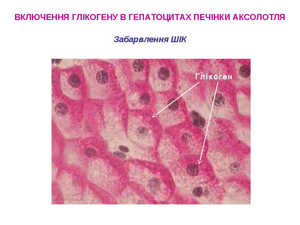 Гликоген в клетках печени