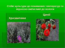 Стійкі культури до понижених температур та відносно вибагливі до вологи Хриза...