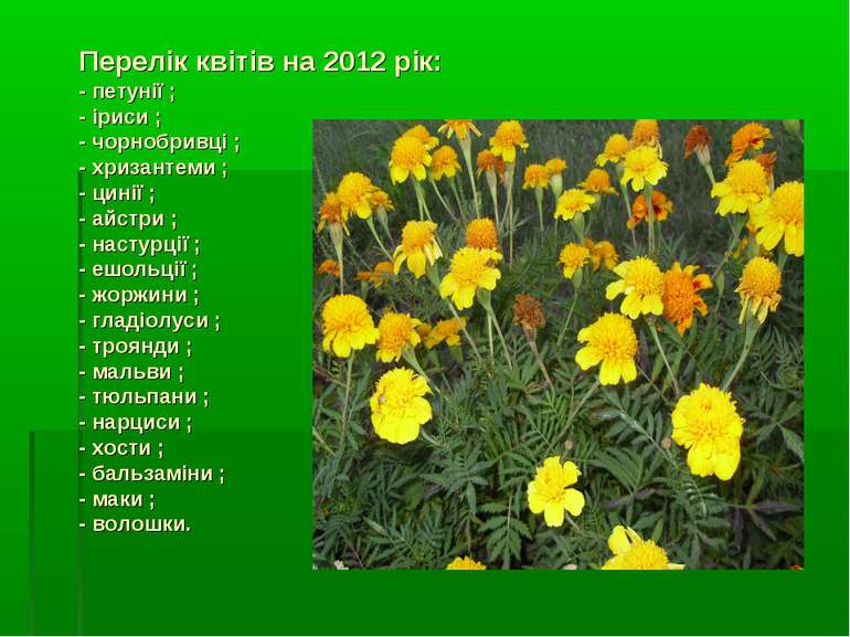 Перелік квітів на 2012 рік: - петунії ; - іриси ; - чорнобривці ; - хризантем...