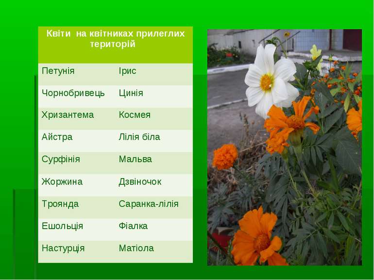 Квіти на квітниках прилеглих територій Петунія Ірис Чорнобривець Цинія Хризан...