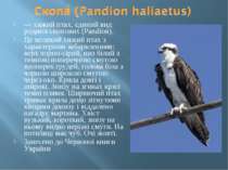 — хижий птах, єдиний вид родини скопових (Pandion). Це великий хижий птах з х...