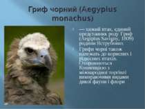 — хижий птах, єдиний представник роду Гриф (Aegipius Savigny, 1809) родини Яс...