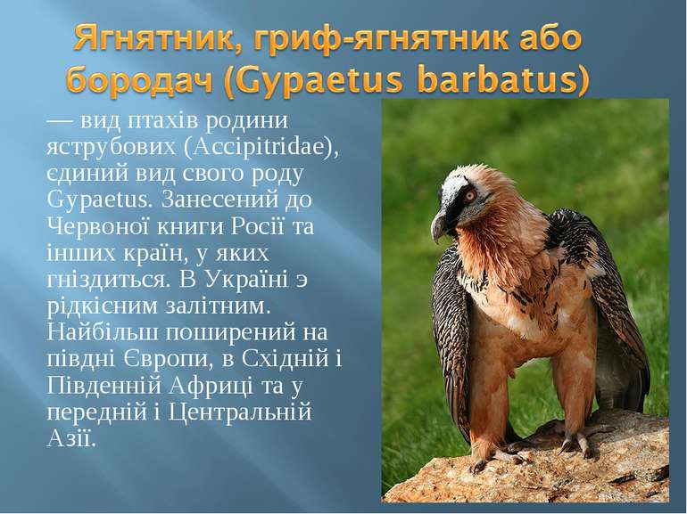 — вид птахів родини яструбових (Accipitridae), єдиний вид свого роду Gypaetus...