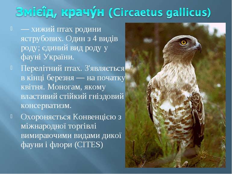 — хижий птах родини яструбових. Один з 4 видів роду; єдиний вид роду у фауні ...