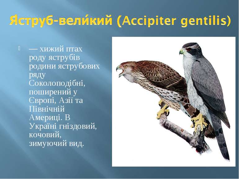 — хижий птах роду яструбів родини яструбових ряду Соколоподібні, поширений у ...
