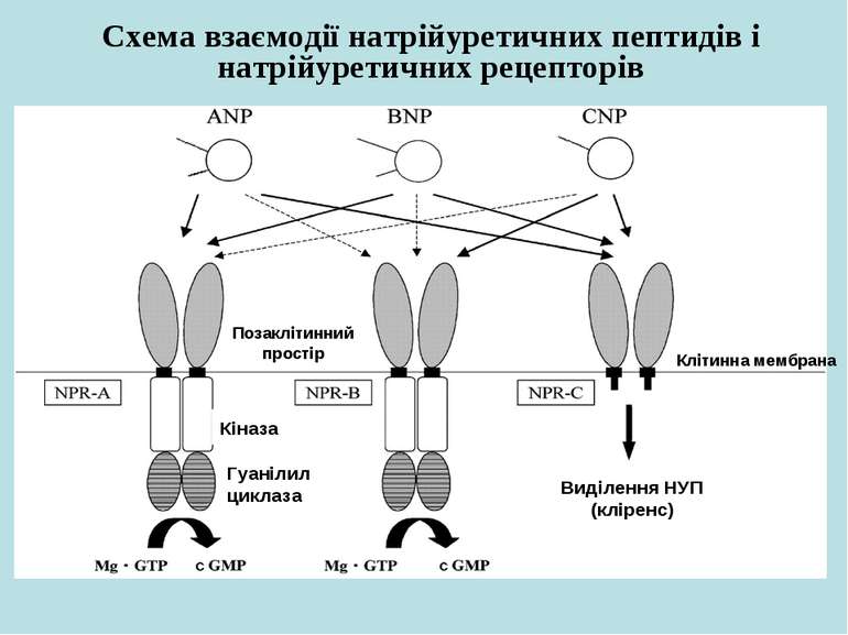 Схема взаємодії натрійуретичних пептидів і натрійуретичних рецепторів Клітинн...