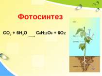 Фотосинтез CO2 + 6H2O C6H12O6 + 6O2