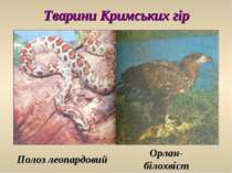 Тварини Кримських гір Полоз леопардовий Орлан- білохвіст