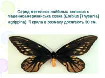 Серед метеликів найбільш великою є південноамериканська совка (Erebius [Thysa...
